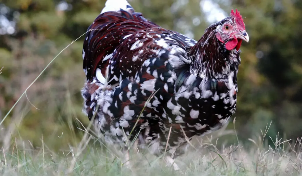 Sussex chicken in grass field