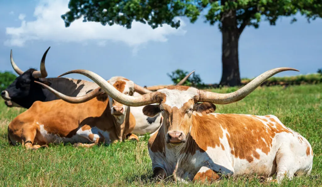 Texas longhorn cattle lying down in the spring pasture