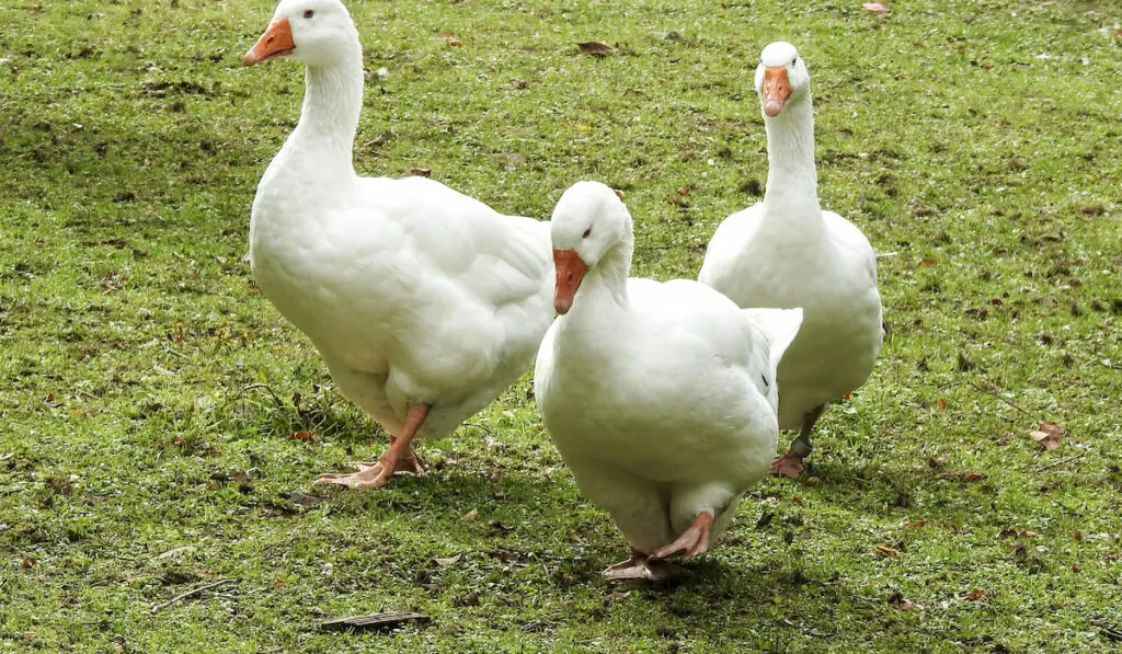 three emden geese walking