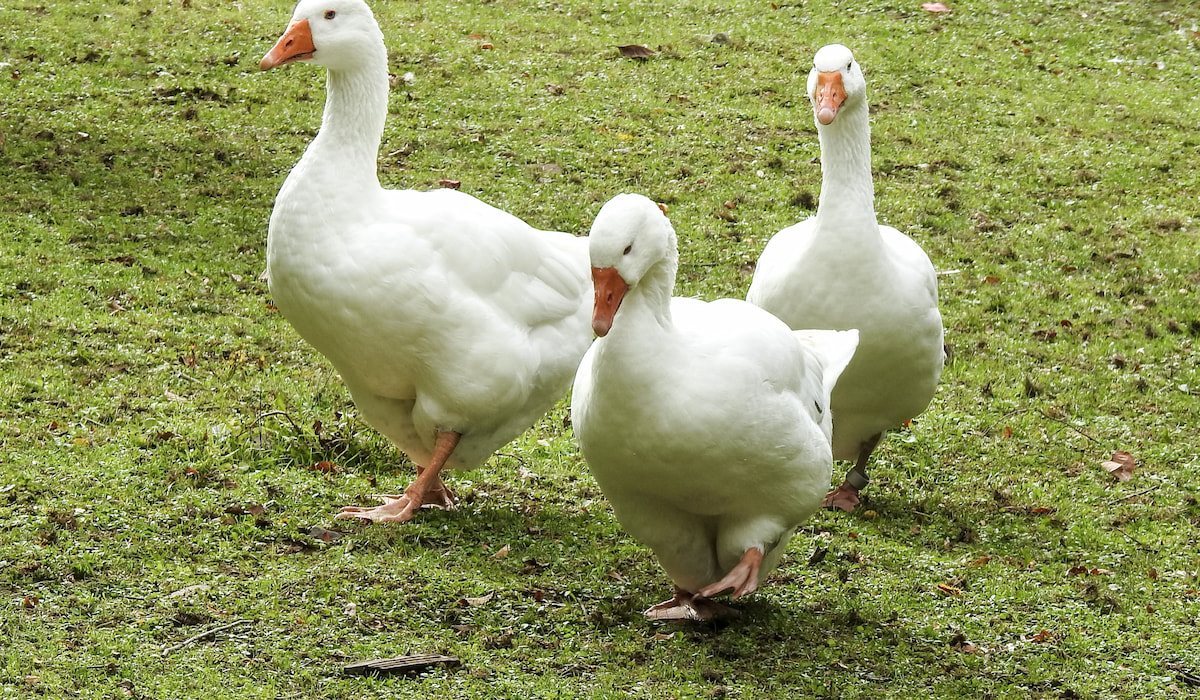 Emden Goose Breed Profile - Farmhouse Guide