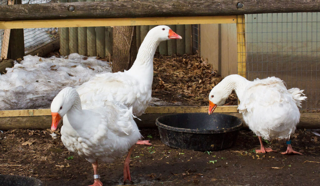 three sebastopol geese eating 
