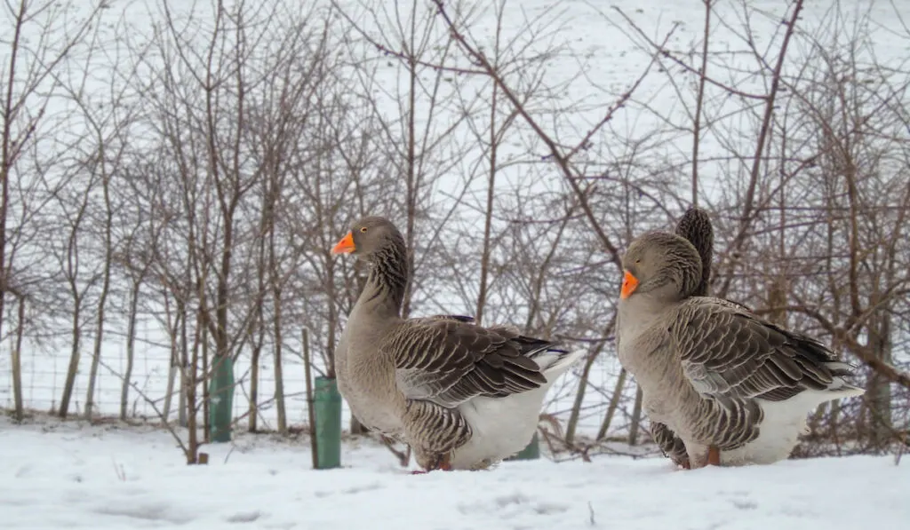 three toulouse geese in the snow