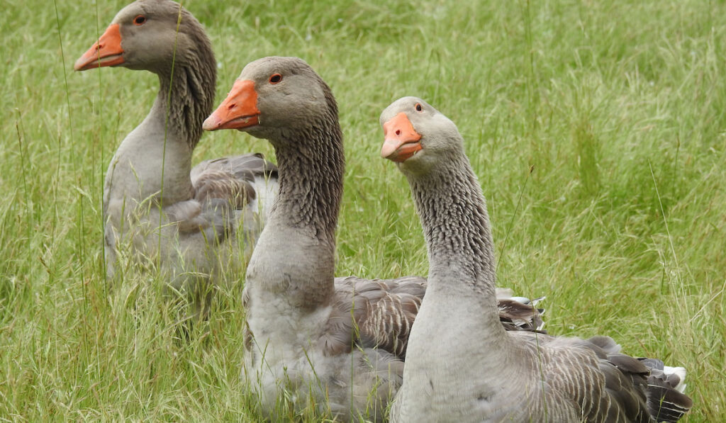 three toulouse geese on lush green grass