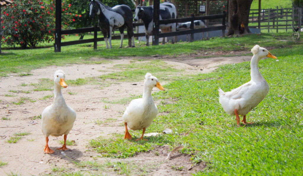 three crested duck walking together at the farm