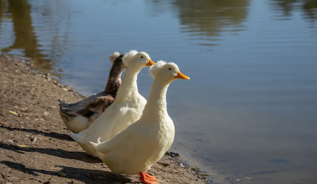 three crested ducks stand side by side on shore near the pond