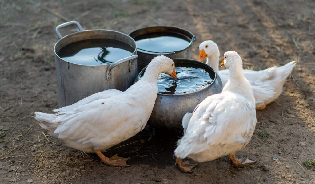 Three white geese drink water from three barrels on a summer day.