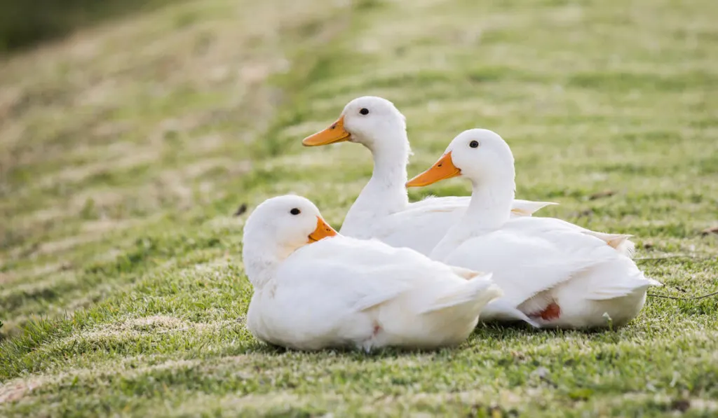 three white pekin ducks resting on the grass