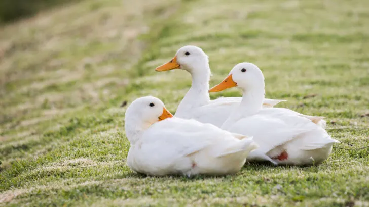 three white pekin ducks resting on the grass