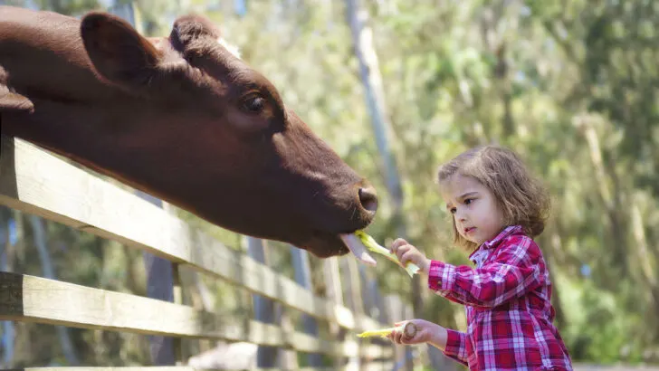 Toddler girl feeding cow a celery at a farm