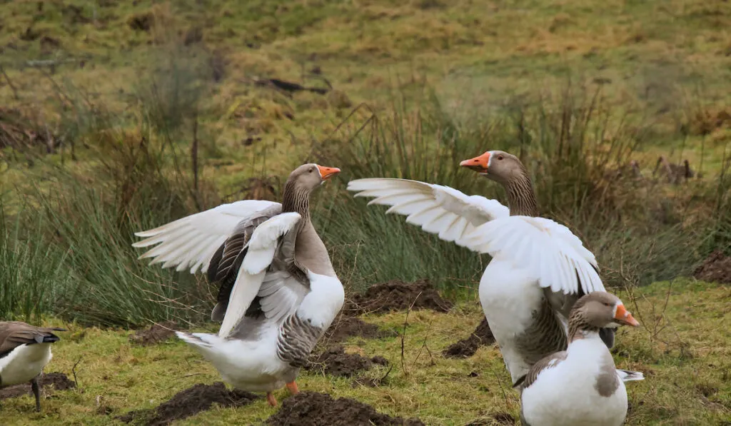 toulouse geese spreading their wings 