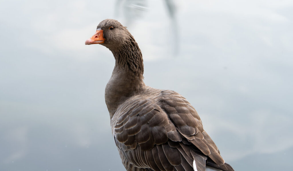 toulouse goose near the pond