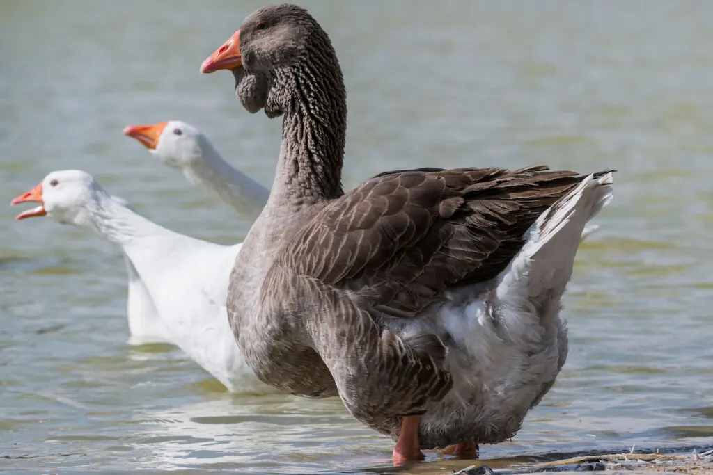 toulouse goose sitting on water on a lake