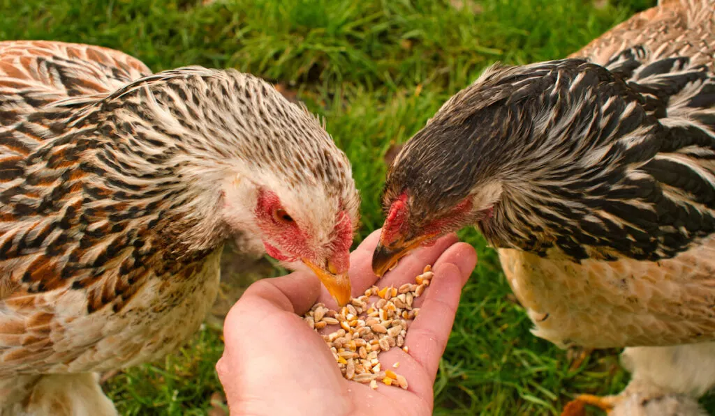Two Brahma female chicken eating from the hand 