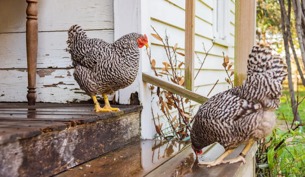 Two Plymouth Rock chicken on a house stairs
