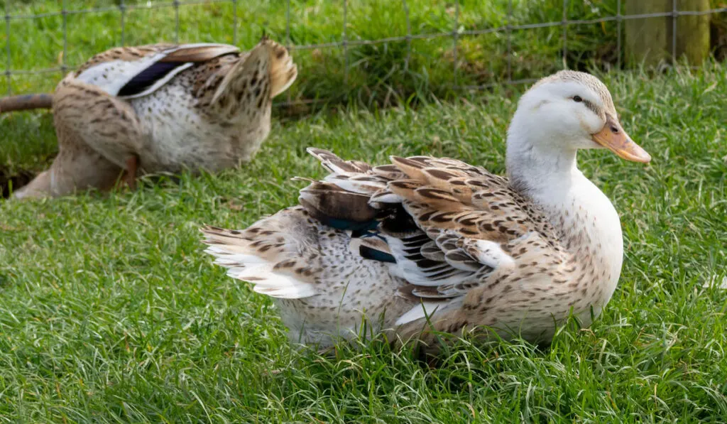 Two appleyard ducks near wire fence
