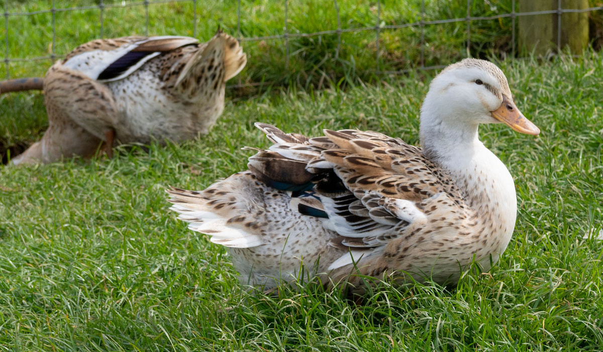 Appleyard Duck Breed Profile Farmhouse Guide