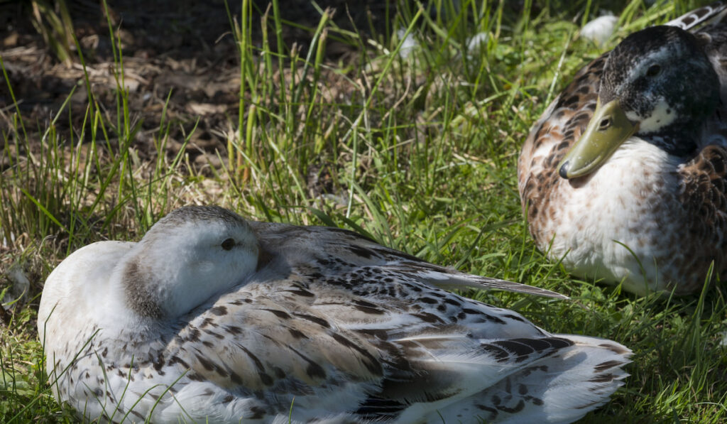 Two Appleyard ducks resting