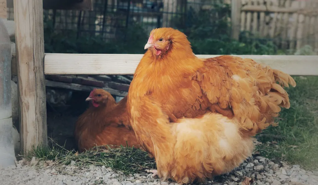 two big cochin chickens in front of a wooden fence