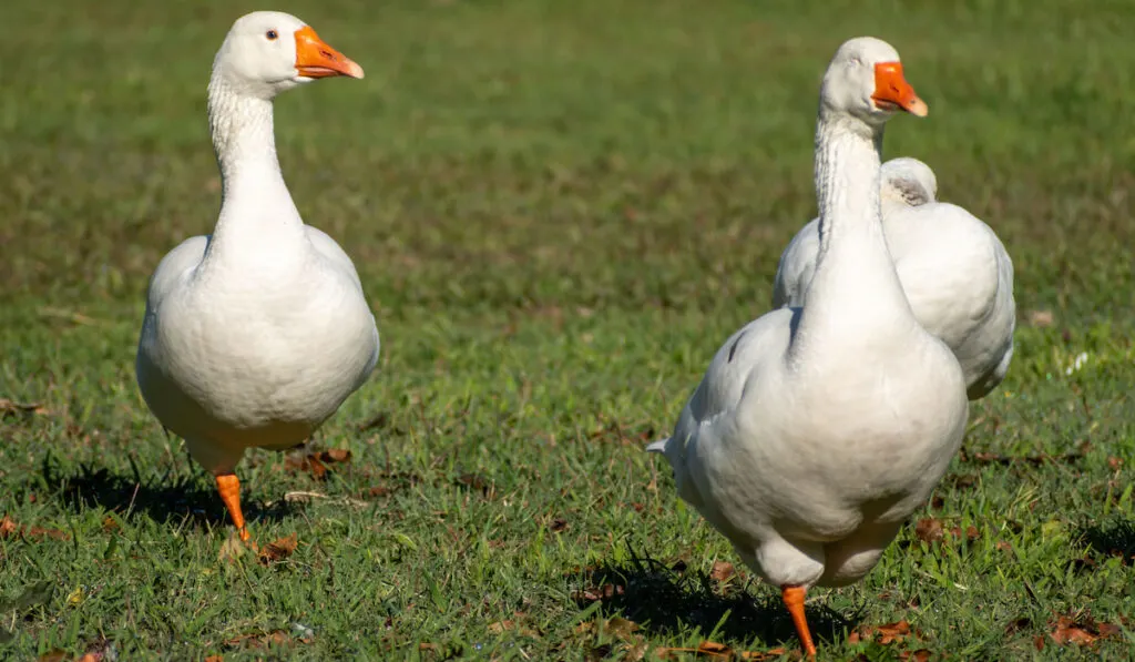 two embden geese walking on grass in a park