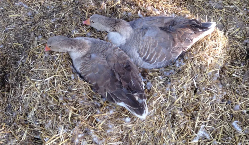 two female pilgrim geese sharing one nest of straw