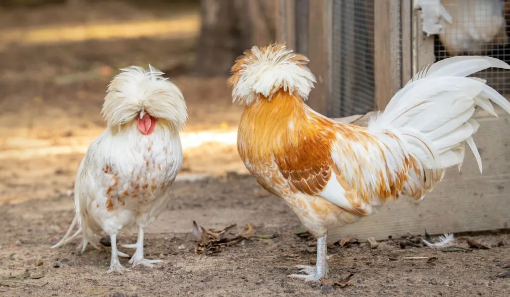 Two polish chickens on the farm