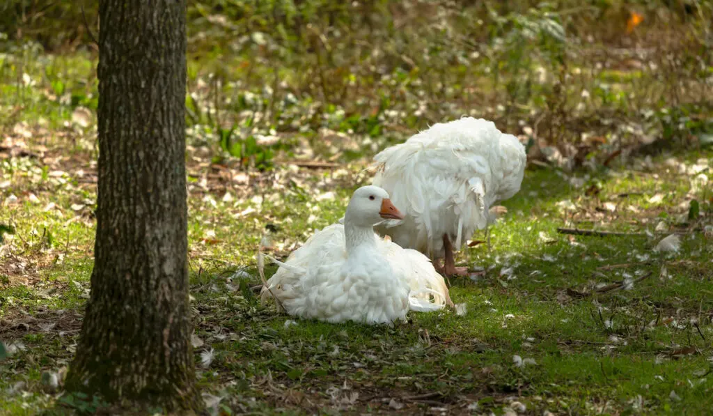 two white sebastopol goose resting under the tree shade