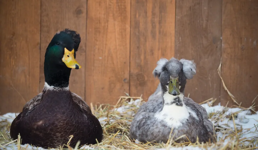 unusual crested duck and drake in their coop