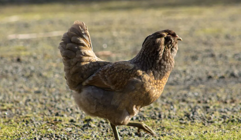 ameraucana chicken walking