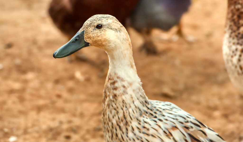 Welsh Harlequin ducks on a farm, closeup shot