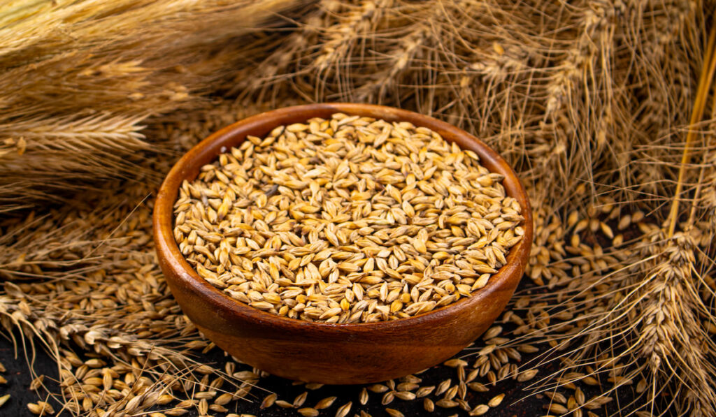 wheat grains in a wooden bowl 