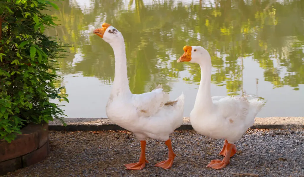 white chinese geese walking on riverside