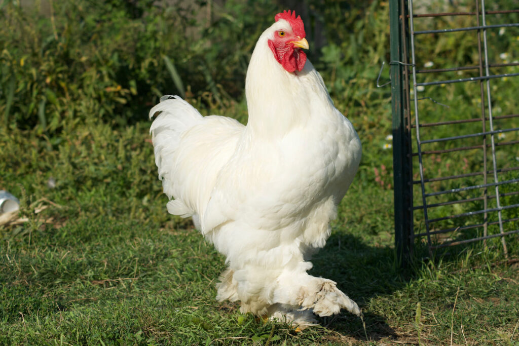 white cochin chicken with feathered Feet walking