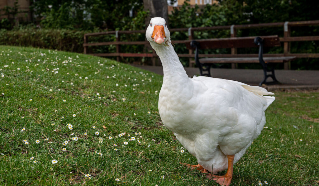white emden goose eating grass