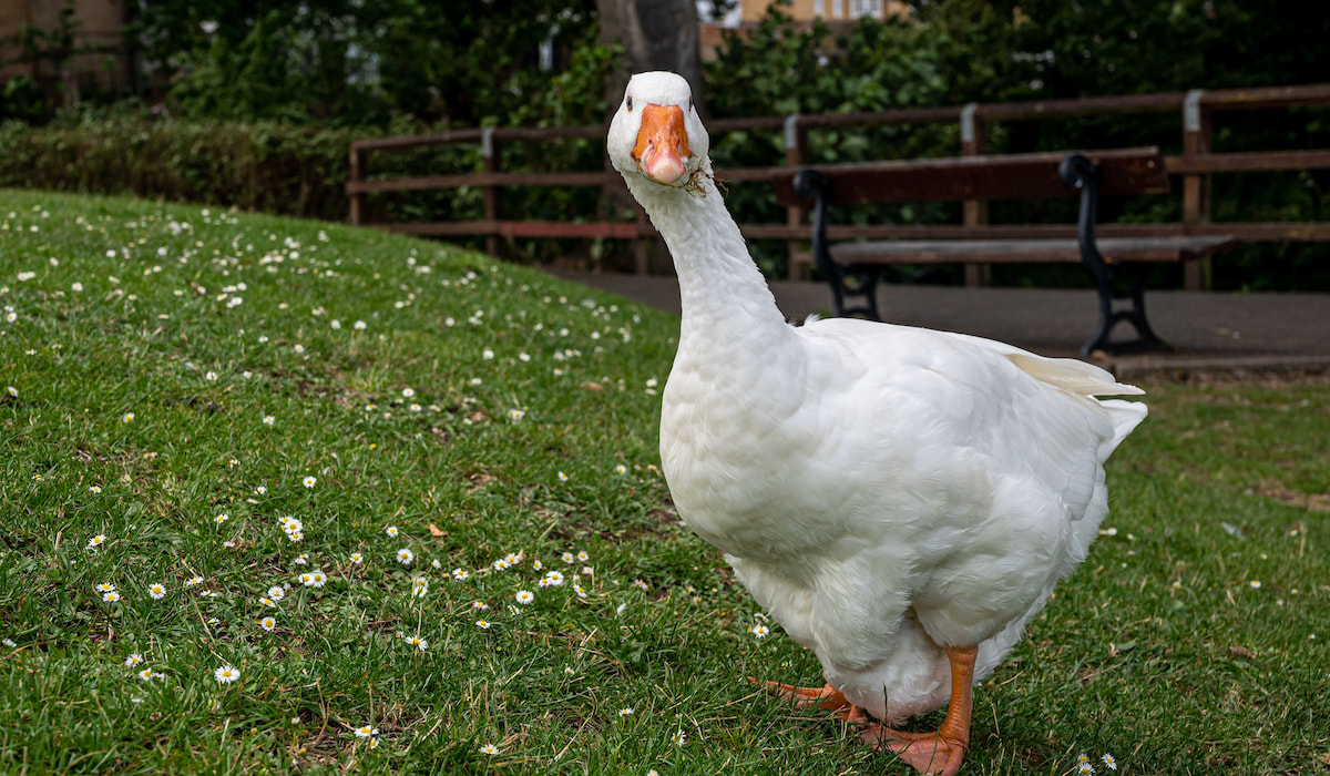 Emden Goose Breed Profile - Farmhouse Guide