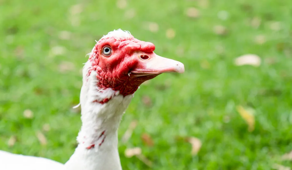 white muscovy duck with red face