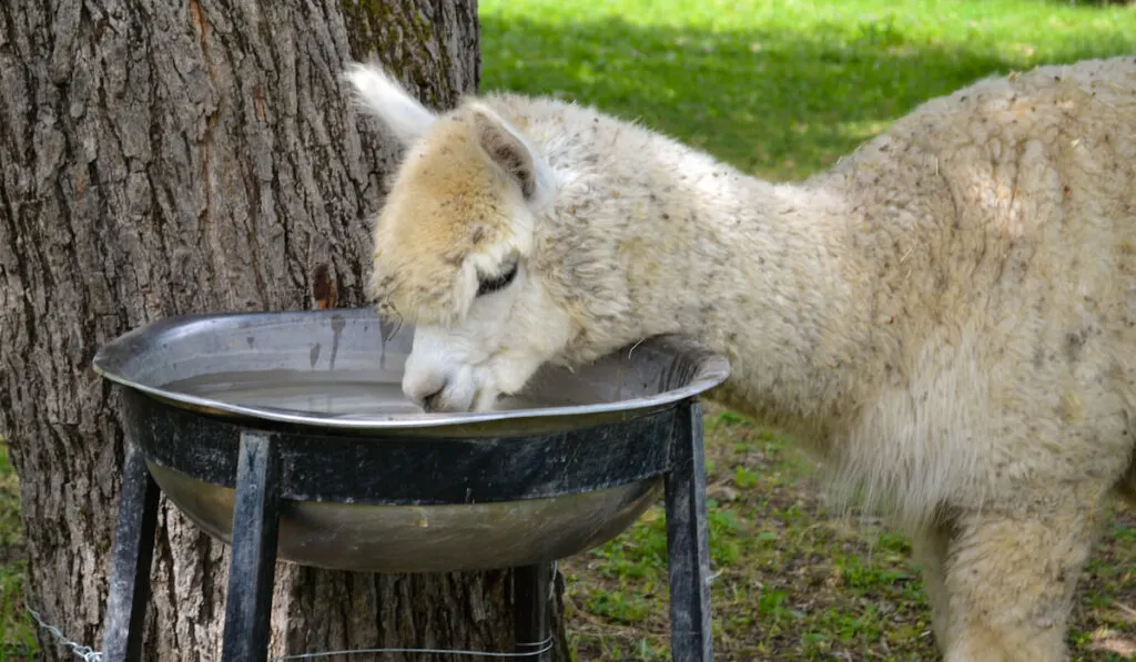 White alpaca drinking water near the tree 