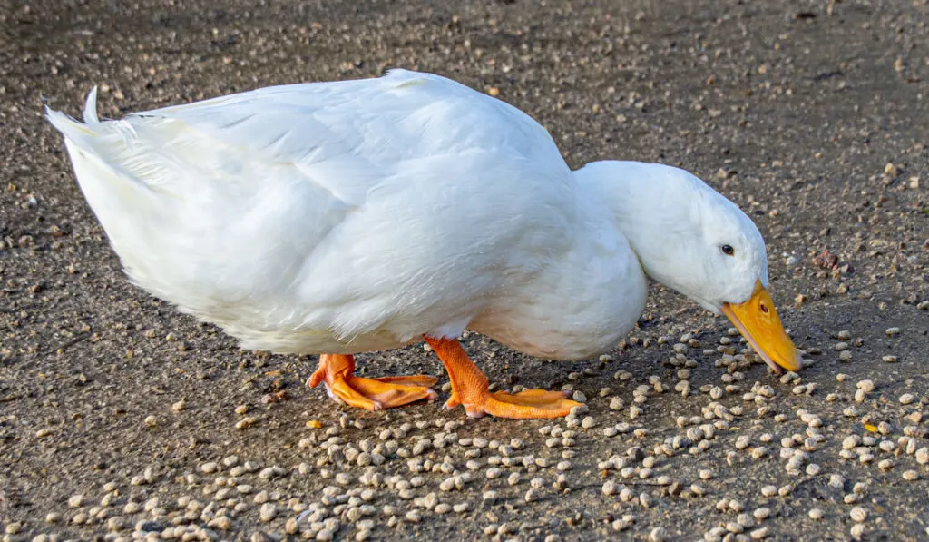 White american pekin ducks eating pellets