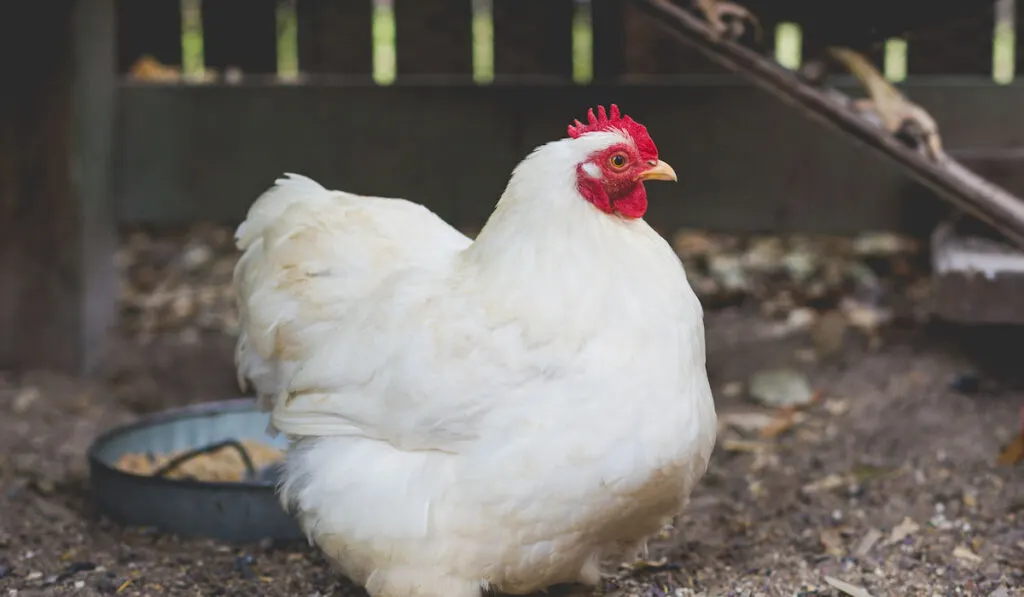 white bantam chicken hen in a coop