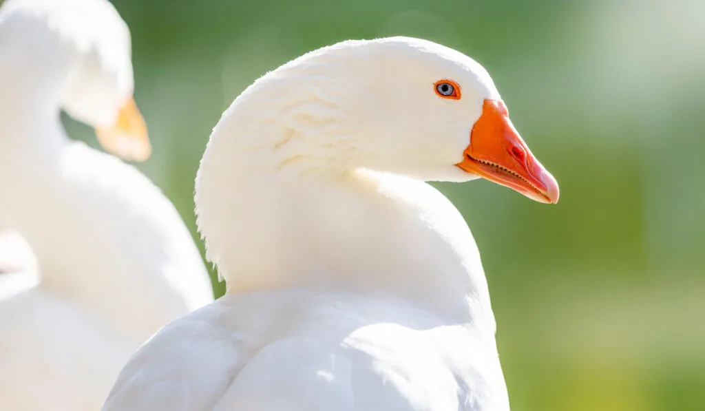 male pilgrim goose with blue eyes looking at camera