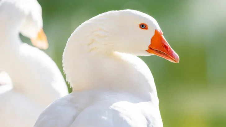 male pilgrim goose with blue eyes looking at the camera