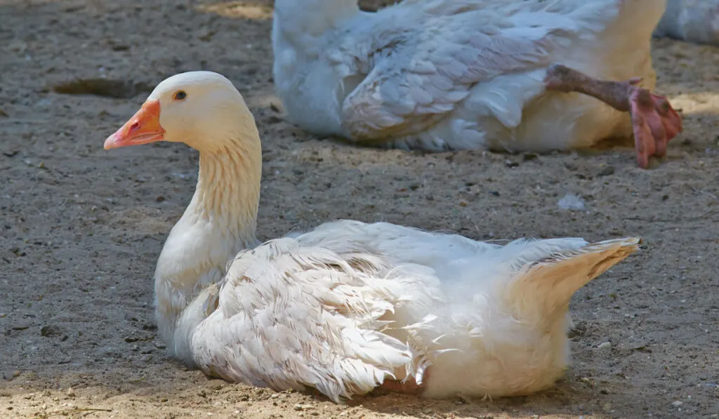 emden goose sits on a ground