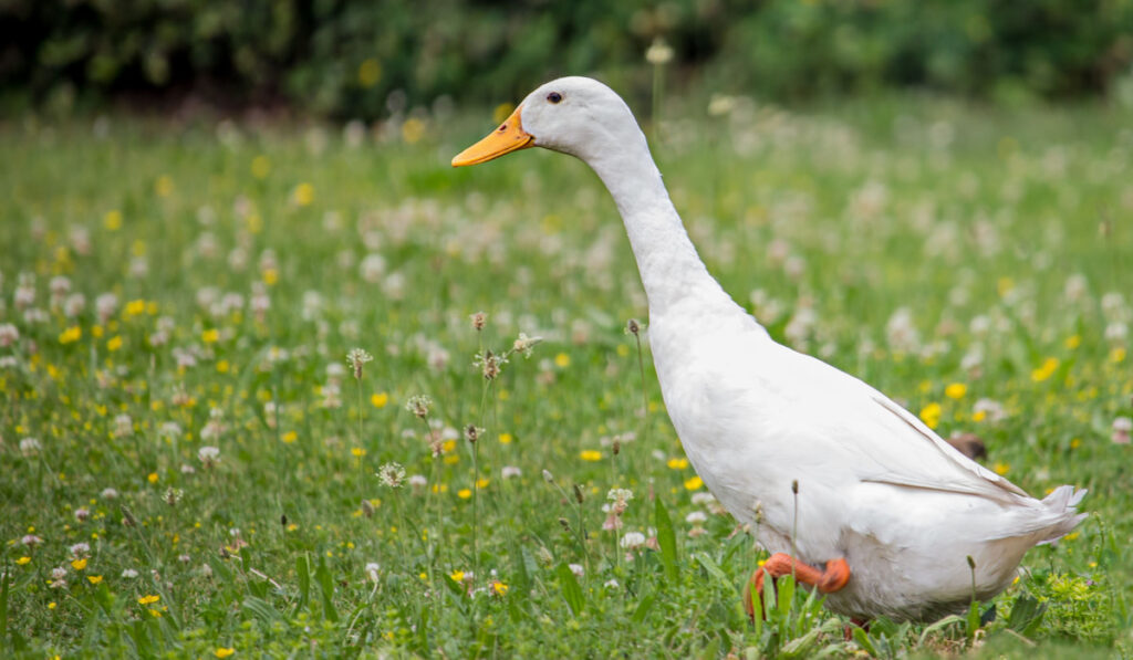 White indian runner duck walking