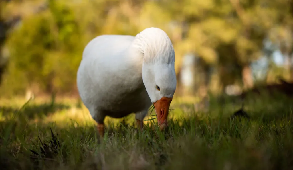 male pilgrim goose eating grass