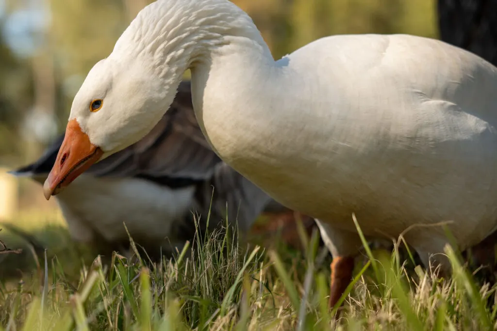 male pilgrim goose with other geese