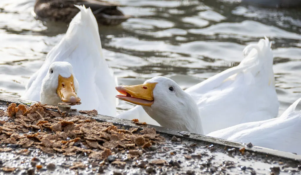 white pekin ducks eating cereal food by the shore