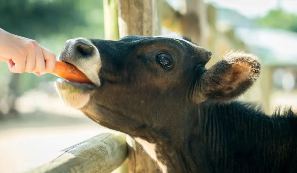 Woman's hand feeding a cow a carrot 