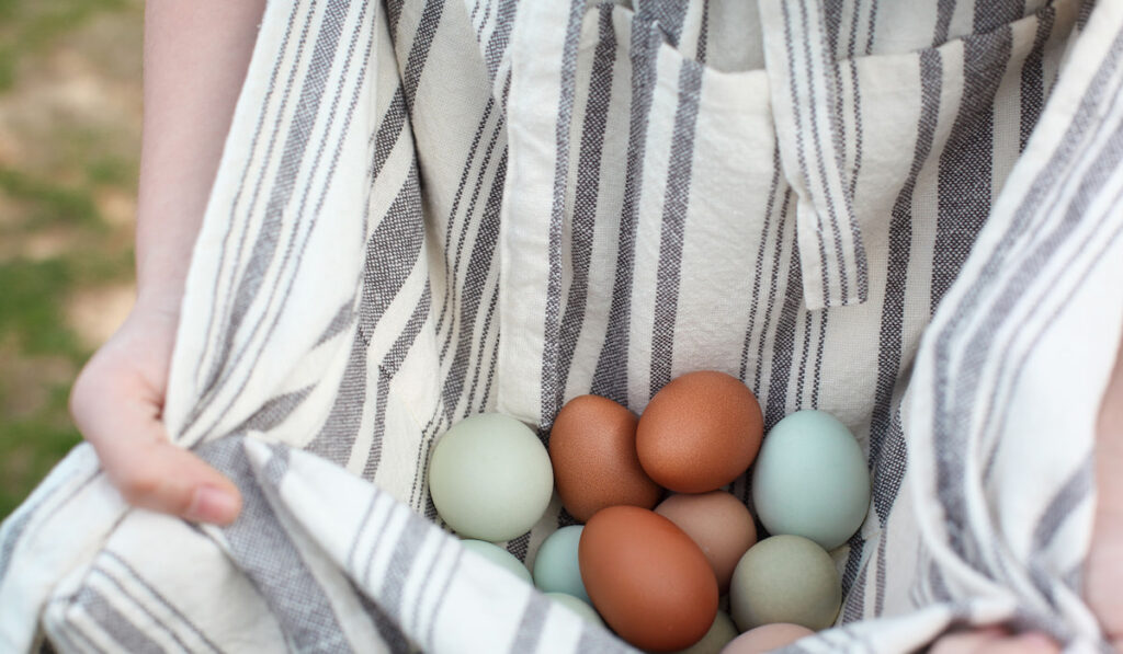 womans hand holding organic colorful eggs in her apron