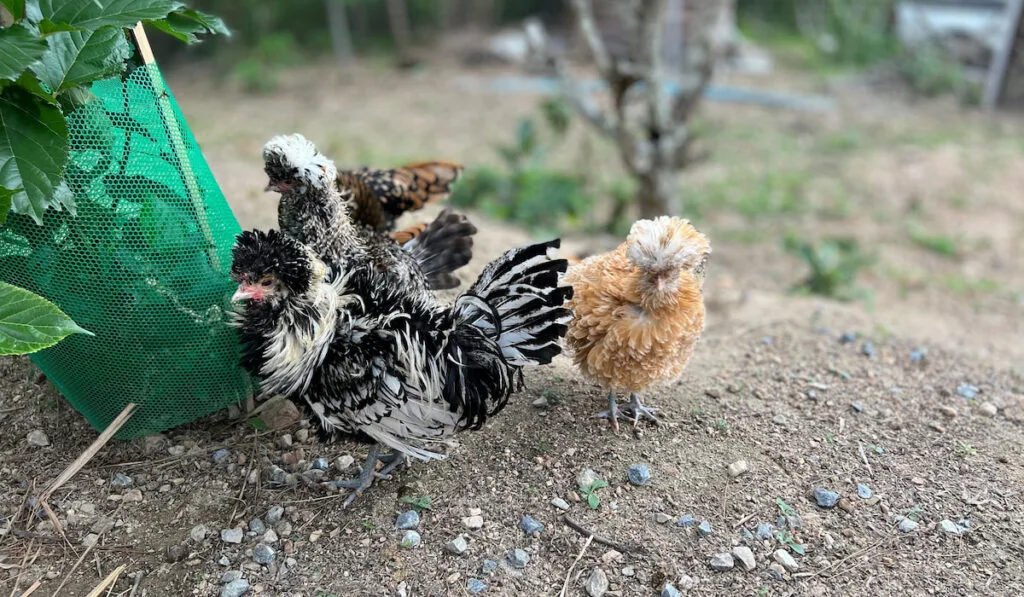 Young polished chickens roaming in the backyard