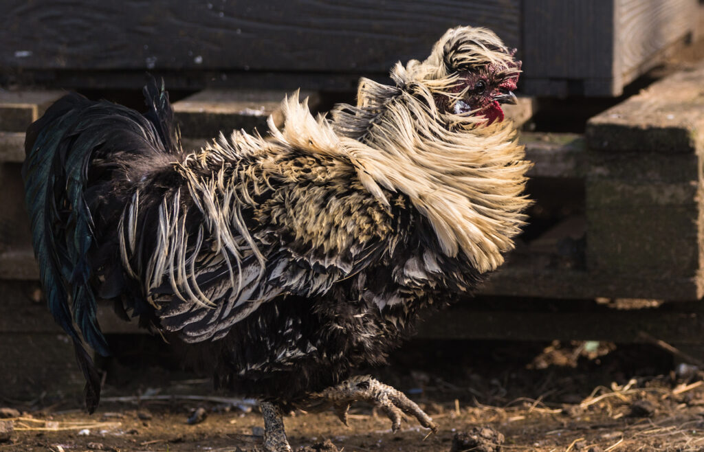 black and white frizzle chicken in the coop
