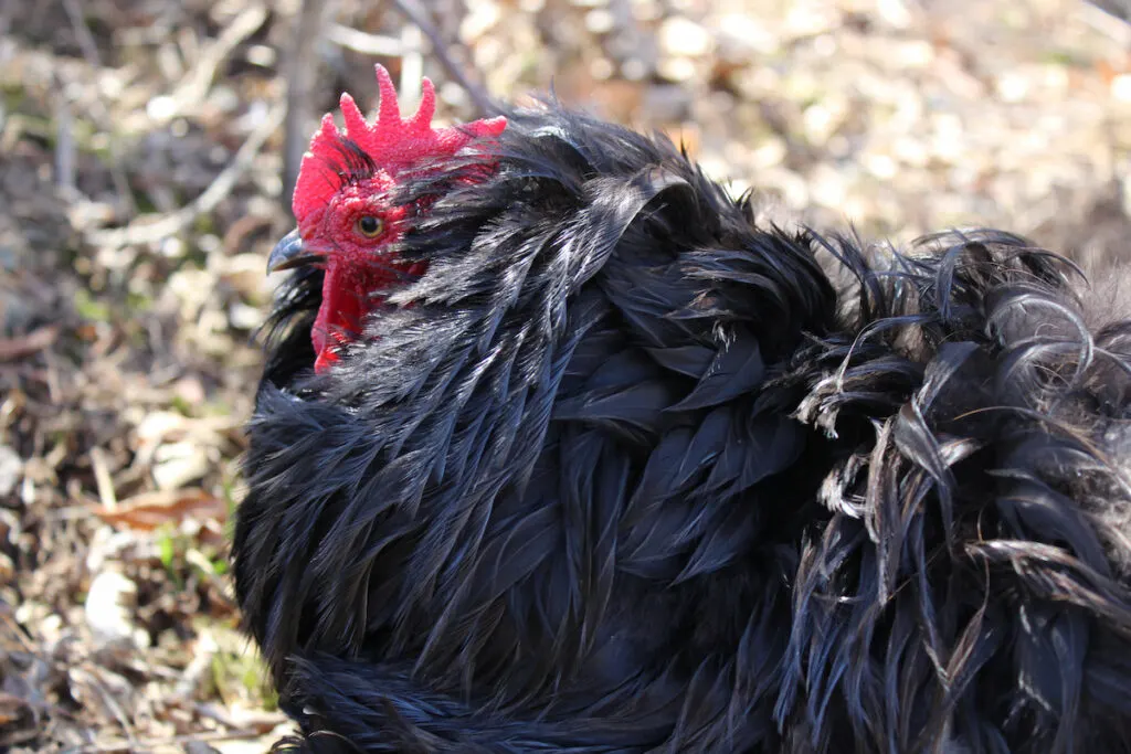 black frizzle chicken